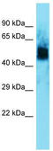Homeobox protein unc-4 homolog antibody, TA342307, Origene, Western Blot image 