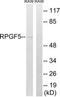 Rap guanine nucleotide exchange factor 5 antibody, TA312743, Origene, Western Blot image 