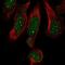 Mediator Complex Subunit 19 antibody, PA5-58980, Invitrogen Antibodies, Immunofluorescence image 