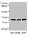 L-xylulose reductase antibody, LS-C675631, Lifespan Biosciences, Western Blot image 