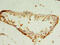 Nudix Hydrolase 11 antibody, CSB-PA836216LA01HU, Cusabio, Immunohistochemistry frozen image 