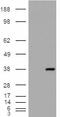 Monoglyceride Lipase antibody, EB08850, Everest Biotech, Western Blot image 