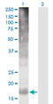 Transmembrane 4 L Six Family Member 4 antibody, LS-C139377, Lifespan Biosciences, Western Blot image 