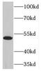 NFKB Inhibitor Epsilon antibody, FNab05708, FineTest, Western Blot image 