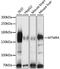 Myotubularin-related protein 4 antibody, A15349, ABclonal Technology, Western Blot image 