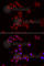 Nephrocystin 1 antibody, A6674, ABclonal Technology, Immunofluorescence image 