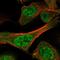 Dynein Axonemal Assembly Factor 5 antibody, NBP1-82183, Novus Biologicals, Immunofluorescence image 