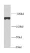 Eukaryotic Translation Initiation Factor 3 Subunit C antibody, FNab02703, FineTest, Western Blot image 