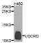 Cytochrome b-c1 complex subunit 8 antibody, A9872, ABclonal Technology, Western Blot image 