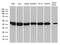 67 kDa laminin receptor antibody, LS-C795944, Lifespan Biosciences, Western Blot image 