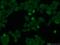 Cytoskeleton-associated protein 2 antibody, 25486-1-AP, Proteintech Group, Immunofluorescence image 
