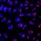 Cell growth-regulating nucleolar protein antibody, MAB6748, R&D Systems, Immunofluorescence image 