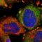 Optineurin antibody, HPA003279, Atlas Antibodies, Immunocytochemistry image 