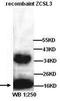 DnaJ Heat Shock Protein Family (Hsp40) Member C24 antibody, orb77189, Biorbyt, Western Blot image 