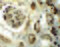 Zinc finger protein ubi-d4 antibody, 6109, ProSci Inc, Immunohistochemistry frozen image 