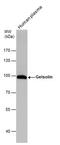 Gelsolin antibody, PA5-29910, Invitrogen Antibodies, Western Blot image 