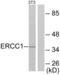 DNA excision repair protein ERCC-1 antibody, LS-C118441, Lifespan Biosciences, Western Blot image 