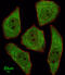 Leucine Rich Repeat Containing 45 antibody, abx026230, Abbexa, Immunofluorescence image 