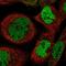 Zinc Finger Protein 570 antibody, NBP1-82035, Novus Biologicals, Immunocytochemistry image 
