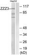 Zinc Finger ZZ-Type Containing 3 antibody, PA5-39549, Invitrogen Antibodies, Western Blot image 