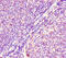 Ha-Ras antibody, CSB-PA15539A0Rb, Cusabio, Immunohistochemistry frozen image 