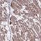 C15orf65 antibody, HPA067189, Atlas Antibodies, Immunohistochemistry frozen image 