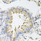 Natural Cytotoxicity Triggering Receptor 3 antibody, LS-C334983, Lifespan Biosciences, Immunohistochemistry frozen image 