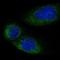 Limb Development Membrane Protein 1 antibody, HPA016592, Atlas Antibodies, Immunocytochemistry image 