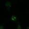 Kinesin Family Member 2A antibody, TA309714, Origene, Immunofluorescence image 