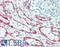 Neuraminidase antibody, LS-B15442, Lifespan Biosciences, Immunohistochemistry paraffin image 