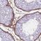 Microfibrillar-associated protein 2 antibody, NBP1-87735, Novus Biologicals, Immunohistochemistry frozen image 