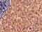 Histamine H1 receptor antibody, CSB-PA010737LA01HU, Cusabio, Immunohistochemistry paraffin image 