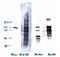 Progesterone Receptor  Phospho antibody, orb76785, Biorbyt, Western Blot image 