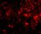SLIK3 antibody, NBP2-81808, Novus Biologicals, Immunocytochemistry image 