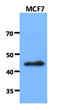 Cleavage Stimulation Factor Subunit 1 antibody, AM50074PU-S, Origene, Western Blot image 