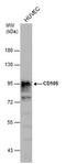 Endoglin antibody, PA5-29554, Invitrogen Antibodies, Western Blot image 