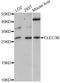 C-Type Lectin Domain Family 3 Member B antibody, abx125686, Abbexa, Western Blot image 