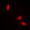 Nuclear Factor, Erythroid 2 Like 2 antibody, LS-C352566, Lifespan Biosciences, Immunofluorescence image 