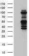 SET1 antibody, TA810988S, Origene, Western Blot image 