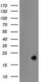 LDOC1 Regulator Of NFKB Signaling antibody, NBP2-45785, Novus Biologicals, Western Blot image 