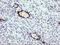 ETS Transcription Factor ERG antibody, LS-C174668, Lifespan Biosciences, Immunohistochemistry frozen image 