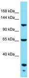 KIAA1522 antibody, TA337386, Origene, Western Blot image 