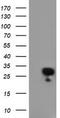 Regulator of G-protein signaling 16 antibody, TA503991S, Origene, Western Blot image 
