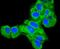 Calnexin antibody, NBP2-67721, Novus Biologicals, Immunocytochemistry image 