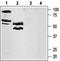 F2R Like Thrombin Or Trypsin Receptor 3 antibody, TA328629, Origene, Western Blot image 