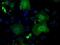 Guanylate Binding Protein 2 antibody, GTX84442, GeneTex, Immunofluorescence image 