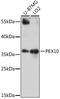 Peroxisome biogenesis factor 10 antibody, 16-810, ProSci, Western Blot image 
