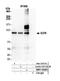 E2F Transcription Factor 8 antibody, NBP1-52650, Novus Biologicals, Western Blot image 