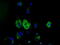 3-Hydroxyisobutyryl-CoA Hydrolase antibody, TA501332, Origene, Immunofluorescence image 