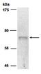 Mucin-20 antibody, orb66735, Biorbyt, Western Blot image 